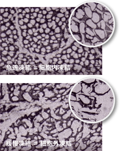 Detail of freezed cell