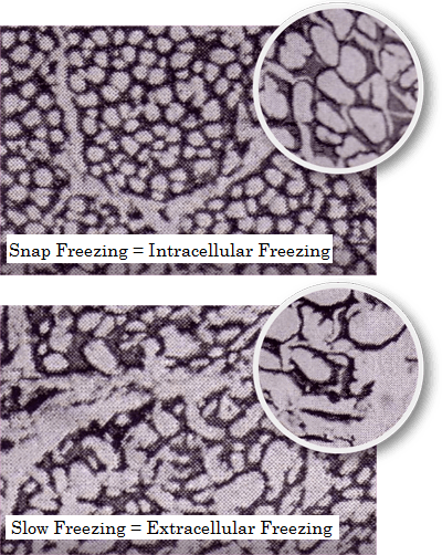 Detail of freezed cell