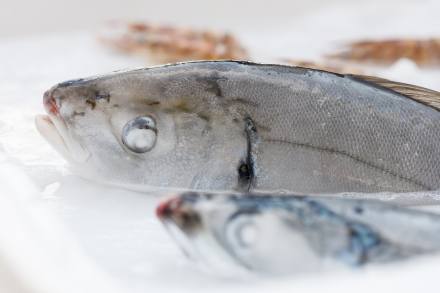 frozen fish