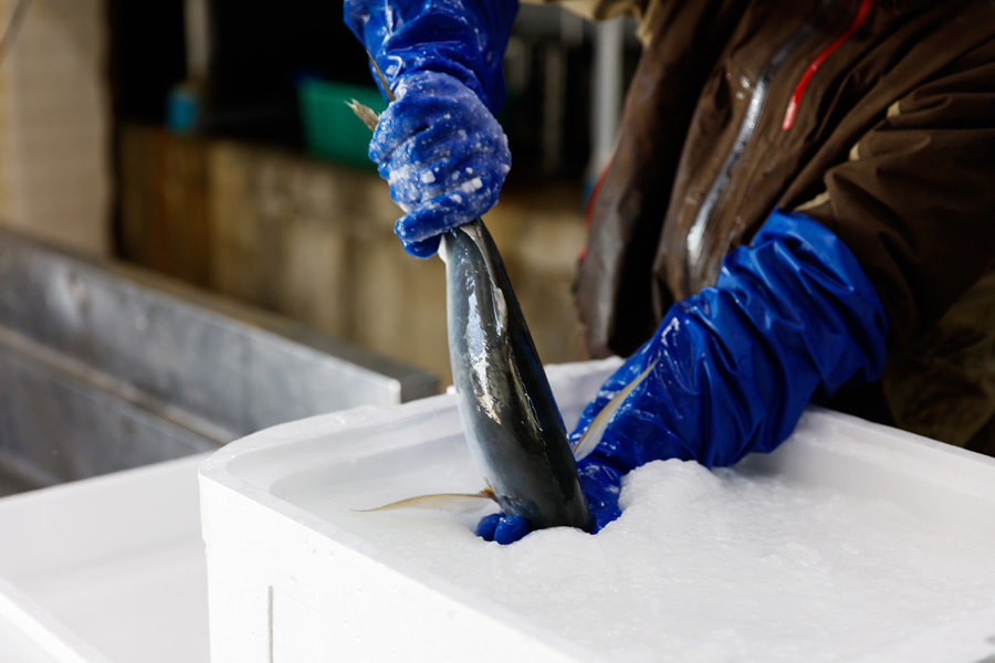 frozen fish