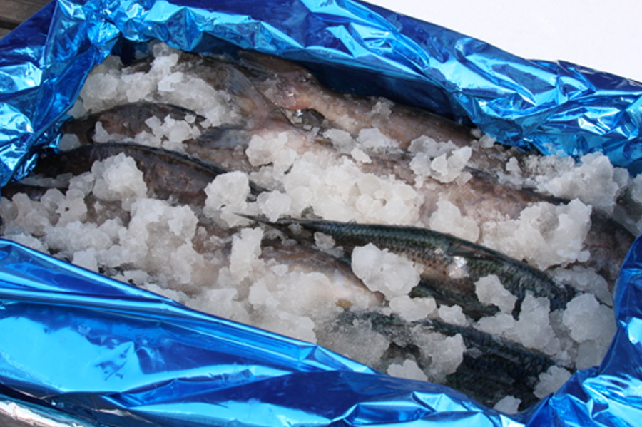 iced fish