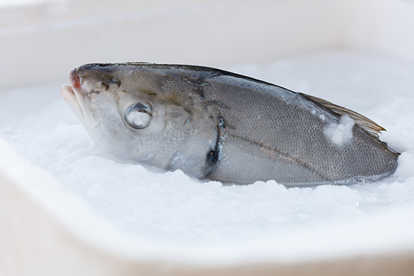 frozen fish02