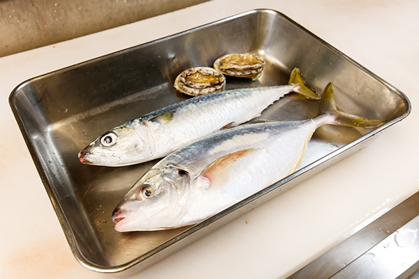 frozen fish03