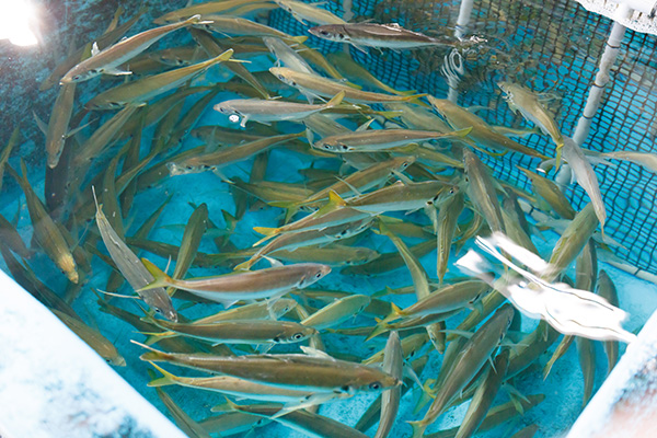 Living fishes